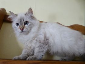 Neva Masquarade Kitten  mit Stammbaum