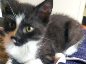 Babykatze, Junge, EKH