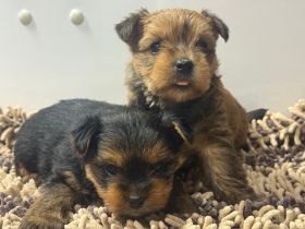 Reinrassige Mini-Yorkshire-Terrier-Welpen  --- in liebevolle Hände abzugeben