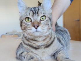 Der zutrauliche Divino freut sich auf eine nette Familie