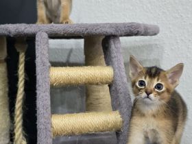 Abessinier Katzen