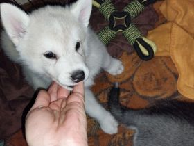 Alaskan Malamute , Husky , Mix , Siberian Husky nur Rüden 3