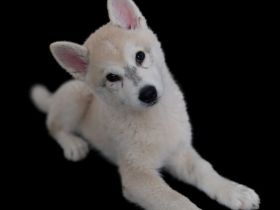 Alaskan Malamute , Husky , Mix , Siberian Husky 1 Rüde ngeimpft gechipt