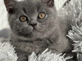 Britisch Kurzhaar Kater Tom sucht ein neues Zuhause