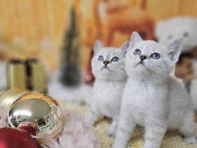 Zwei kleine Kätzchen suchen ein Zuhause!  Kitten, suchen liebevolles Zuhause. Komplet geimpft