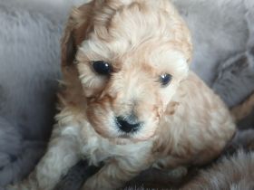 Poochon-Welpen Abgabe ab 20.01.2026 Minidoodle ähnl. Havapoo Bollipoo Maltipoo