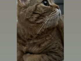 Hauskatze (weiblich, 4 J., kastriert) sucht neues Zuhause