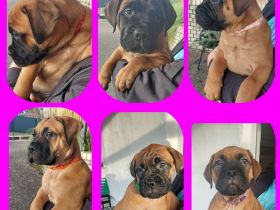 BULLMASTIFF WELPEN