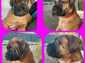 BULLMASTIFF WELPEN