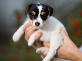 Parson Russell Welpen aus Hobbyzucht