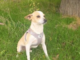 Roschka ein zauberhaftes kleines Mädchen