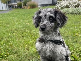 Verschmuster Zwergpudel Mix Jasper Welpe männlich