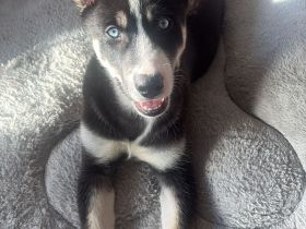 Ein wunderschönes Husky Weibchen sucht noch ein Zuhause