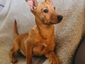 Acho ein Dackel Pinscher Mix