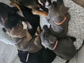 cane corso rottweiler Welpen