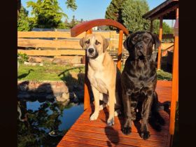 cane corso rottweiler Welpen