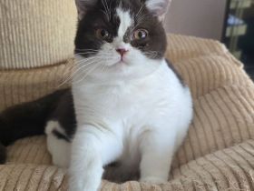 BKH Britischkurzhaar Mädchen mit Stammbaum