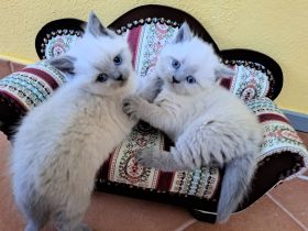 BKH Britisch Kurzhaar Kitten