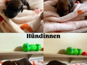 Rhodesian Ridgeback Welpen  abzugeben