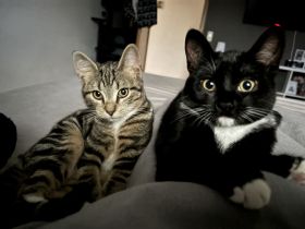 Liebevolle und verspielte Kater abzugeben