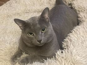 Noch freie Termine bei unserem Russisch Blau Deckkater für gesunde rollige Katzenmädchen