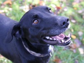 Justus, Labradormix, geb. 2021, freundlicher ruhiger Begleiter