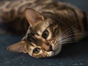 Wunderschöne Café Bengal Katze - Sucht liebevolles Zuhause