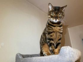 Wunderschöne Café Bengal Katze - Sucht liebevolles Zuhause