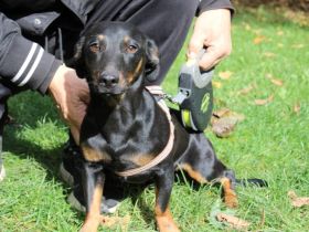 Hubertus: Clever und verschmust, bereit zur Adoption