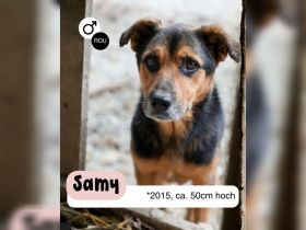 Oldie SAMY sucht ruhiges Plätzchen