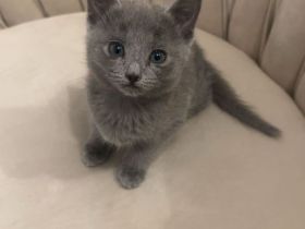 Wunderschöne Reinrassige russisch blau kitte (weiblich)