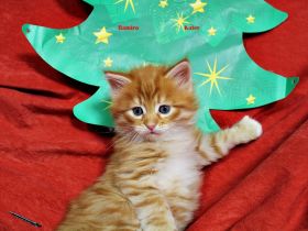 Sibirische Katzenkinder abzugeben