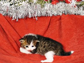 Sibirische Katzenkinder abzugeben