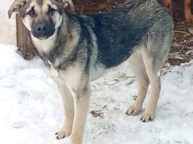 Böllchen, ein Rohdiamant, sucht ein liebes Zuhause