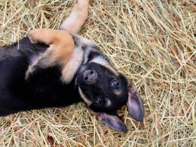 Deutsche Schäferhund Welpen (DSH) – Gerader Rücken – Abgabebereit