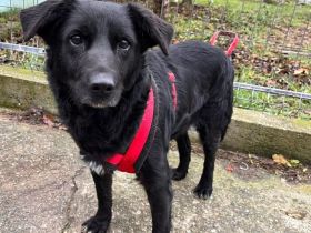 Sanfte Seniorin Ziwa sucht Zuhause