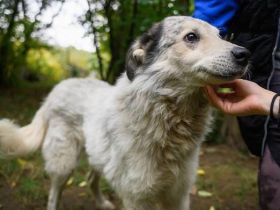 Wer schenkt Mario ein Für-Immer-Zuhause?