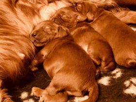 Irish Red Setter Welpen (reinrassig) *Wurfankündigung*