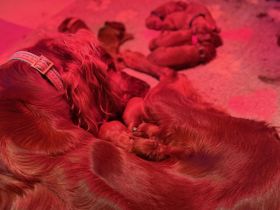 Reinrassige Irish Red Setter Welpen