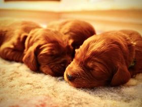 Reinrassige Irish Red Setter Welpen aus liebevoller familiärer Hobbyzucht