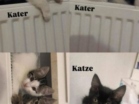 Babykatzen zu verkaufen