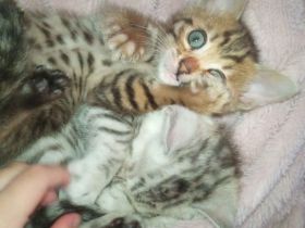 Zauberhafte Bengal Kitten Snow Mink, Silver Rosette, Brown Spotted Tabby, Abgabe ab Januar