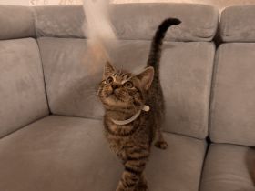 EKH - BKH Kitten ( ab sofort abgabebereit )