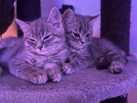 Bkh kitten Katze tabby grau britisch kurzhaar kuschelkatze Kater