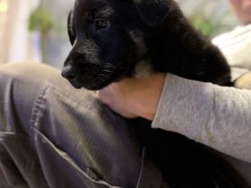 Osteuropäische Schäferhunde