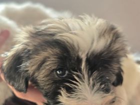 Tibet Terrier Welpen suchen Herzmenschen