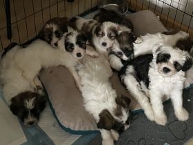 Tibet Terrier Welpen suchen Herzmenschen