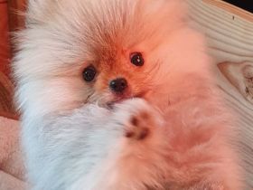 Pomeranian Zwergspitz Welpe Rüde Ganz besonders " Der kleine Herr Nielson"