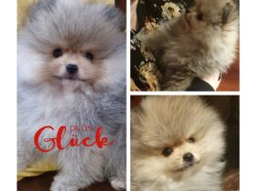 Pomeranian Zwergspitz Welpe 10 Wochen 1Mädel Grau Tan Tricolor Bärchen Typ Zuckersüß