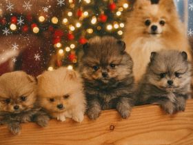 Pomeranian Zwergspitz Welpen Bärchen Typ Zuckersüße Babys